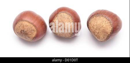 Le nocciole isolati su sfondo bianco Foto Stock