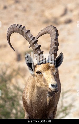 Ibex Nubiano in Ein Gedi presso il Mar Morto. Israele Foto Stock