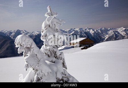 WASHINGTON - la neve intonacato di albero in coperta di neve prato vicino al centro visitatori presso la Hurricane Ridge nel Parco Nazionale di Olympic. Foto Stock