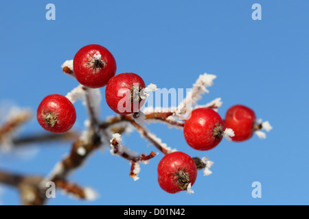 Red Rowan bacche o frutti di bosco di cenere nel gelo invernale contro il cielo blu. Foto Stock