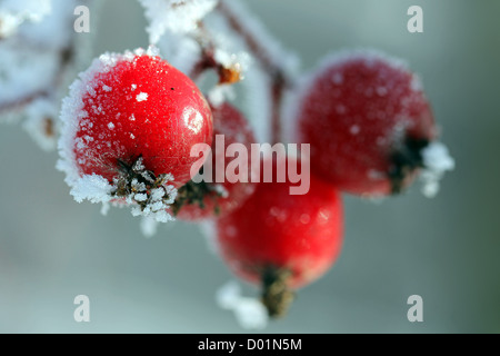 Bacche rosse coperte con il ghiaccio e la brina, adatto per la stagione delle feste immagini. Foto Stock