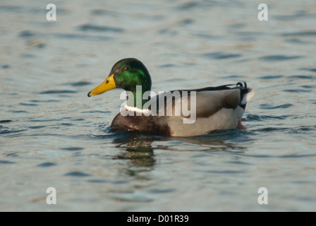 Drake il germano reale (Anas platyrhynchos) sulle sponde di un lago in Norfolk Foto Stock
