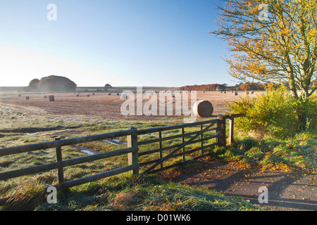 Balle di fieno in un campo nei pressi di Beckhampton, Wiltshire, Inghilterra, Regno Unito Foto Stock