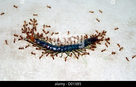 Le formiche di trascinamento e portante un Centipede morto Foto Stock