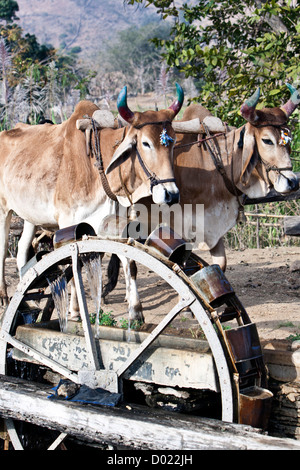 Unità uomo bullock carrello a ruota di acqua ben Rajasthan in India Foto Stock