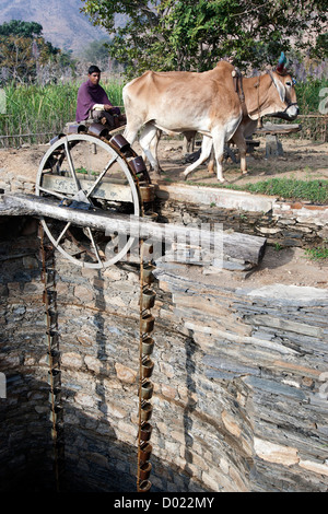 Unità uomo bullock carrello a ruota di acqua ben Rajasthan in India Foto Stock