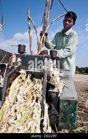 La frantumazione di canna da zucchero per rendere lo zucchero non raffinato jaggery o gur Gujarat India Foto Stock