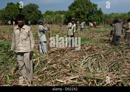 Operai agricoli tagliare la canna da zucchero Gujarat India Foto Stock