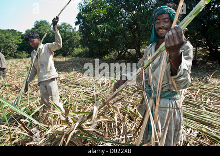 Operai agricoli tagliare la canna da zucchero Gujarat India Foto Stock