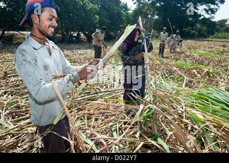 Operai agricoli tagliare la canna da zucchero Gujarat India Foto Stock