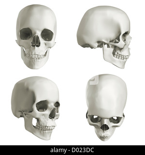 Cranio umano, quattro diversi angoli (3D'illustrazione). Foto Stock