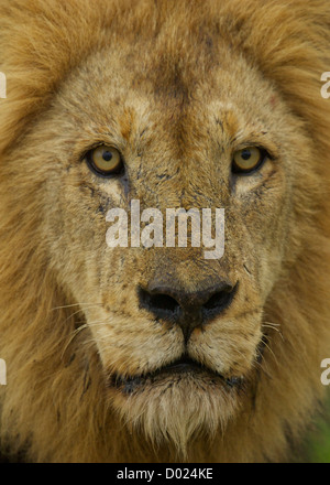 Lion si avvicina game drive della sabi sands regione del parco di Kruger Foto Stock