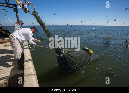 Gamberetti Trawler Foto Stock