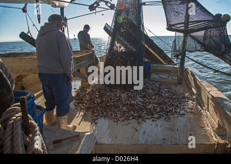 Gamberetti Trawler Foto Stock