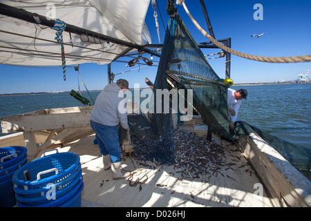 Gamberetti Trawler Foto Stock