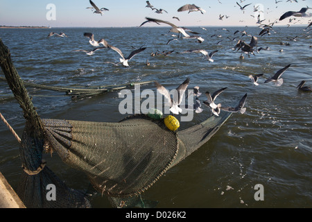 Gamberetti Trawler Foto Stock