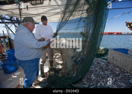 Gamberetti Trawler Foto Stock