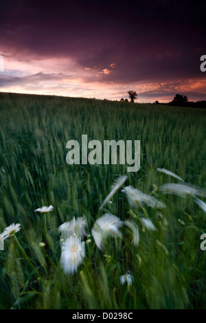 Margherite e grano al vento sotto il cielo tempestoso al tramonto Foto Stock