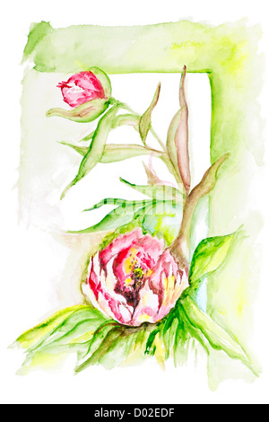 Peonia rosso fiori estivi isolato - handmade pittura acrilica illustrazione su un libro bianco sullo sfondo di arte Foto Stock