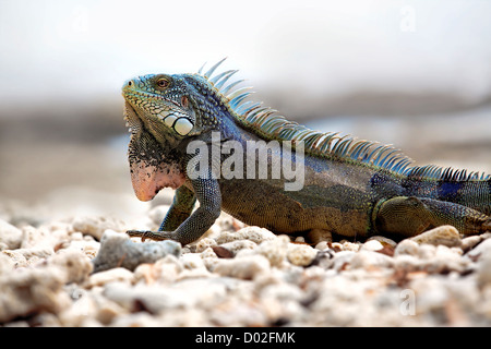 Iguana sulla porta Marie sulla spiaggia di Curacao Foto Stock