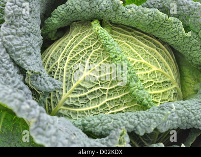 Primo piano di foglie di cavolo verza guidato Foto Stock