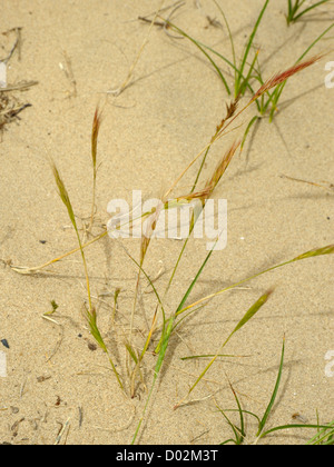 Dune Festuca erba, membranacea fasciculata Foto Stock