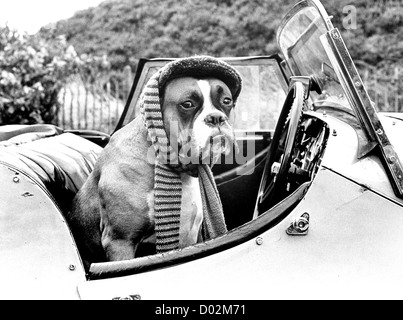 Boxer cane vestito in su per un viaggio nella macchina sportiva 1980. Morgan Sports Car animali domestici Regno Unito 1980 passeggeri Foto Stock