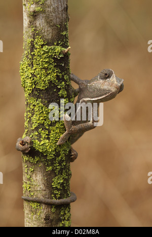 Camaleonte comune (Chamaeleo chamaeleon) fotografato in Israele, Foto Stock