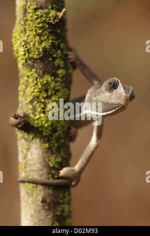 Camaleonte comune (Chamaeleo chamaeleon) fotografato in Israele, Foto Stock