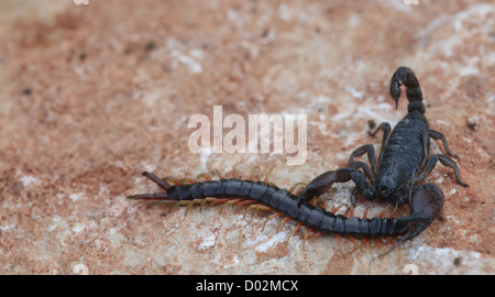 Israeliano scorpione nero (Scorpio maurus fuscus) mangia un Centipede fotografato in Israele Israele nel mese di ottobre Foto Stock