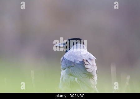 Ritratto di una cornacchia mantellata come l'uccello di foraggi con il suo gregge su un campo erboso, Isle of Mull, Scozia. Foto Stock