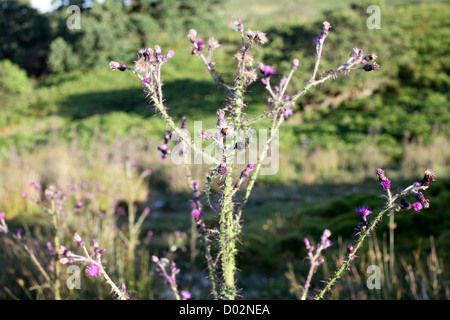 Viola thistle nel Parco Nazionale di Dartmoor, Devon Foto Stock