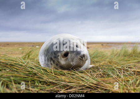 Un giovane guarnizione grigio pup inclinabile su una costiera duna di sabbia. Foto Stock