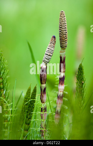 Pianta del Horsetail Foto Stock