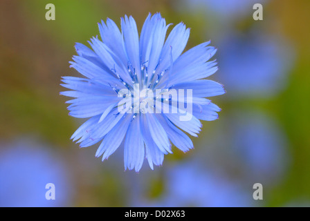 In prossimità di un comune unico flowerhead cicoria, Cichorium intybus Foto Stock