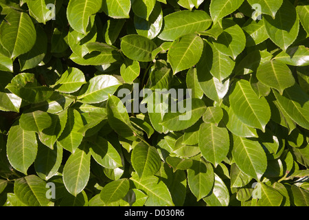 Laurel bush lascia chiudere fino Foto Stock