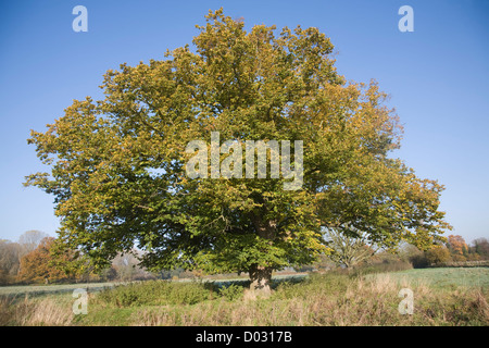 Comune di tiglio in autunno colori foglia in piedi in campo Foto Stock