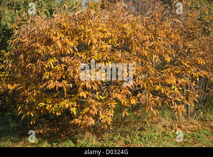 Castanea sativa Sweet Chestnut Foglie di autunno Foto Stock