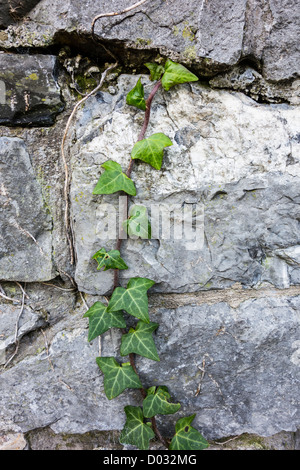 Il vecchio muro di pietra - un viticcio di edera trova la sua strada in una fessura in una parete di pietra - Skerries, County Dublin, Irlanda Foto Stock