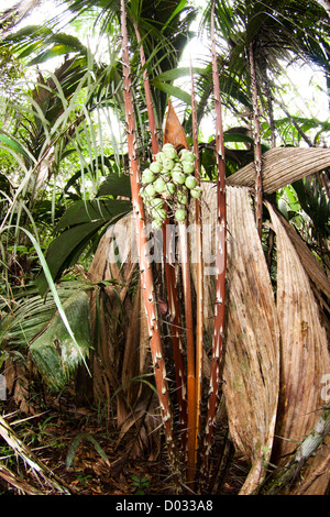 Foresta Amazzonica, a arcipelago Anavilhanas, Amazonas Stato, Brasile del Nord, area protetta foresta di pioggia Foto Stock