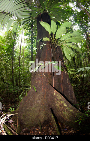 Foresta Amazzonica, a arcipelago Anavilhanas, Amazonas Stato, Brasile del Nord, area protetta foresta di pioggia Foto Stock