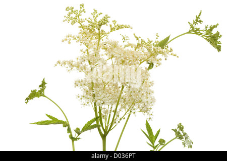 Infiorescenza bianco Filipendula ulmaria su sfondo bianco Foto Stock