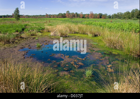 Un piccolo stagno in una riserva naturale nei Paesi Bassi Foto Stock