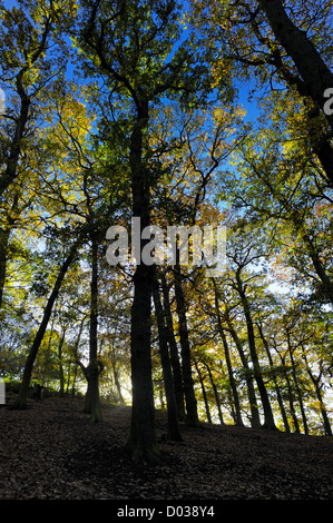 Una foresta immersa in un bagno di sole autunnale England Regno Unito Foto Stock