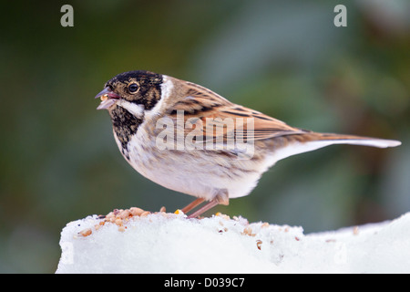 Close-up di un maschio di reed bunting (emberizia schoeniclus) alimentazione sui semi in un giardino di neve Foto Stock