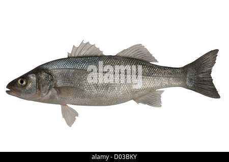 Spigola, Dicentrarchus labrax. Isolato su sfondo bianco Foto Stock