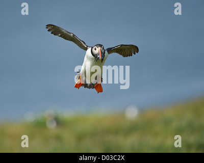 Puffin in volo portando il cicerello Foto Stock