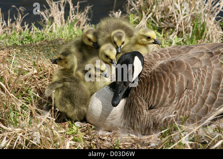 Una femmina di Canada Goose con sei goslings sul suo nido in primavera a Winnipeg, Manitoba, Canada Foto Stock