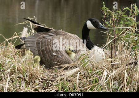 Una femmina di Canada Goose su un nido accanto a una palude con un gosling accoccolato sotto un'ala in primavera a Winnipeg, Manitoba, Canada Foto Stock