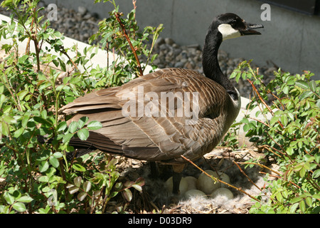 Un adulto di sesso femminile Canada Goose in piedi accanto al suo nido pieno di uova in primavera a Winnipeg, Manitoba, Canada Foto Stock